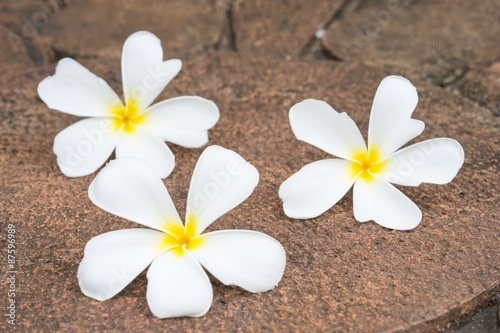 White frangipani (plumeria) on laterite background, selectived f © sombats