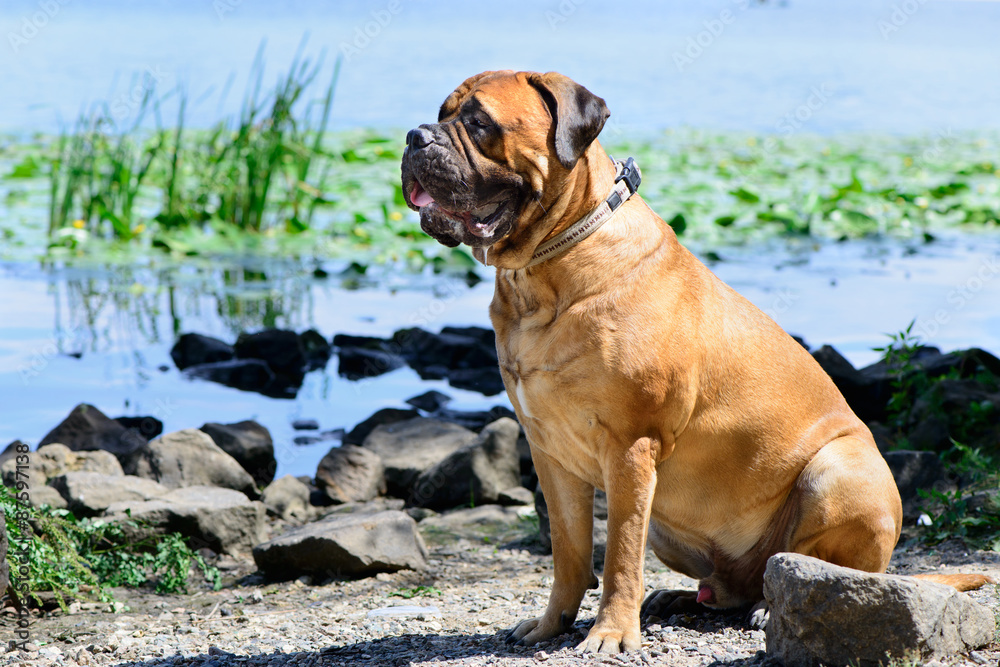 Pet bullmastiff dog