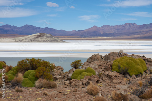 Cushion plants known as Azorella compacta, also called llareta in Spanish, around the edge of the Salar de Surire salt lake in Vicunas National Park on the Altiplano of north east Chile.  photo