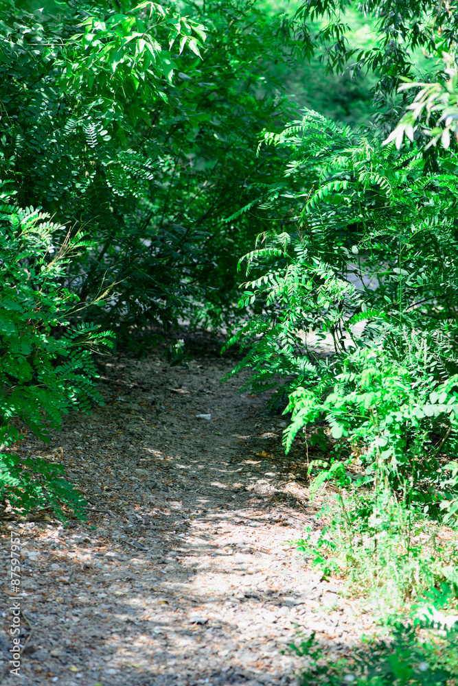 Fototapeta premium footpath between trees