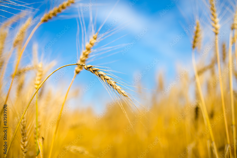 Fototapeta premium Wheat field and blue sky