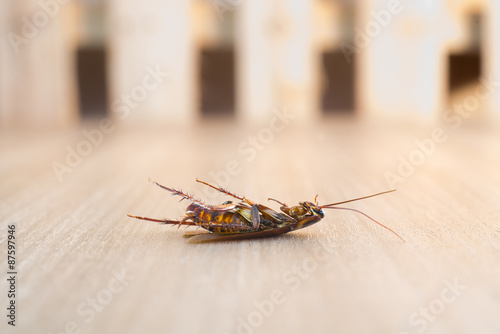 Dead cockroach on wood background