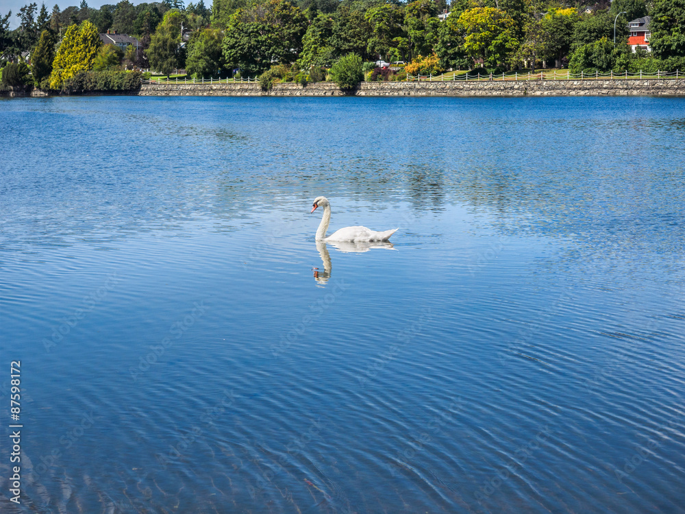 Urban swan Urban swan