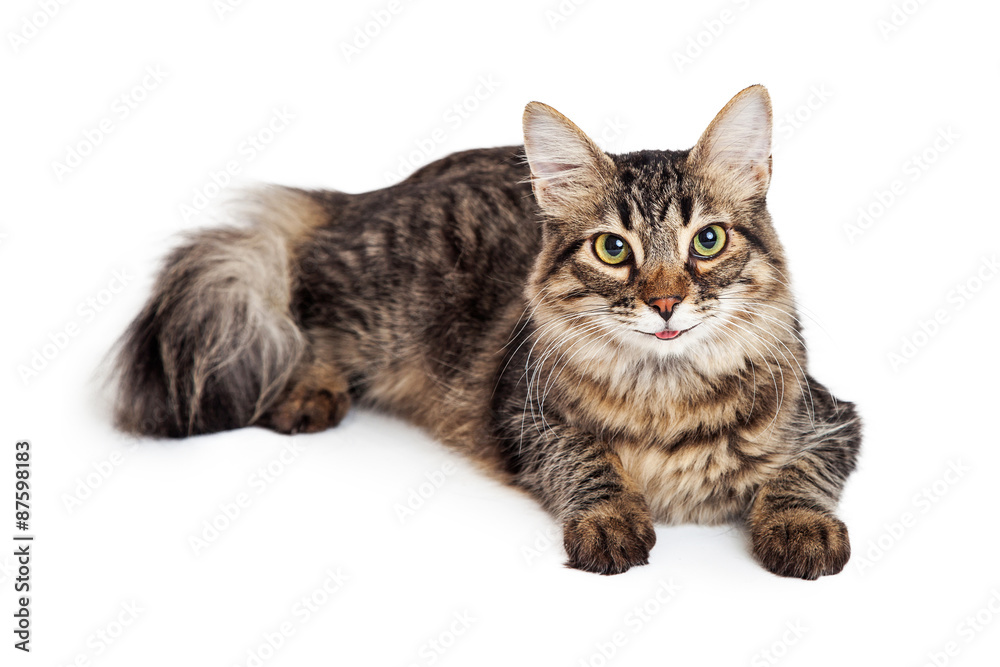 Attentive Maine Coon Tabby Cat Laying