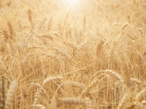 Ears of wheat ripening in the sun.