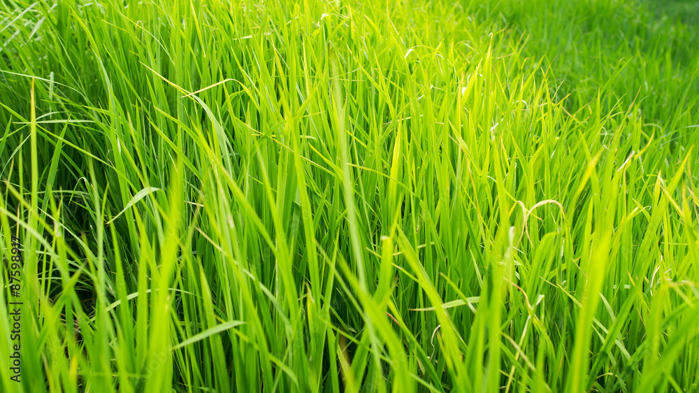 rice field close up rice field close up