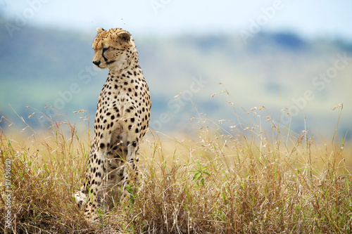 A Cheetah stretching