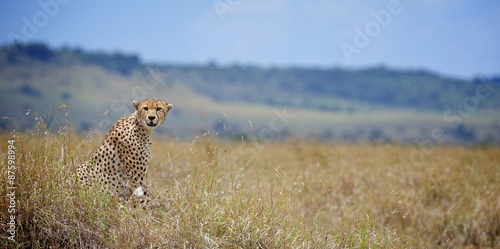 A Cheetah looking at the camera