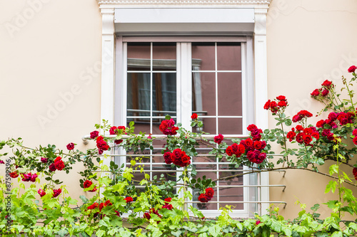 window with roses © satura_