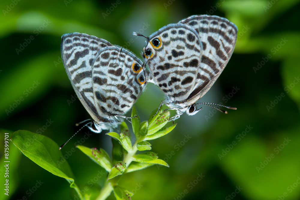 Fototapeta premium Small butterflies