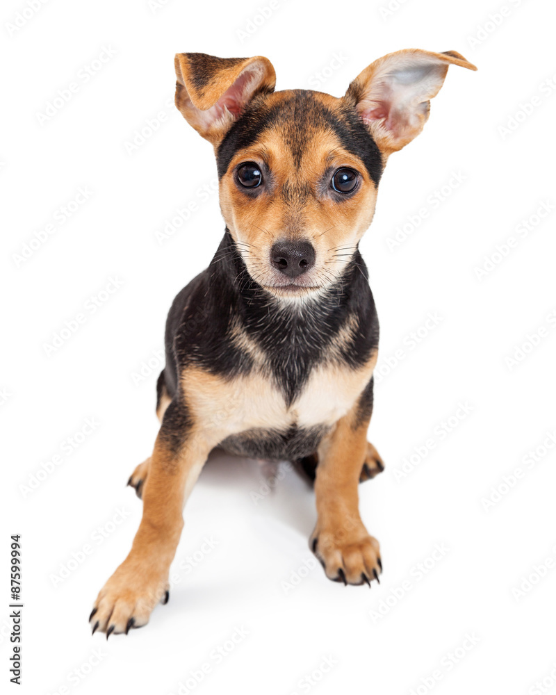Chihuahua Mixed Breed Three Month Old Puppy Sitting