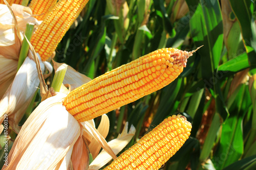 Corncob. A corn field during summer afternoon in rural