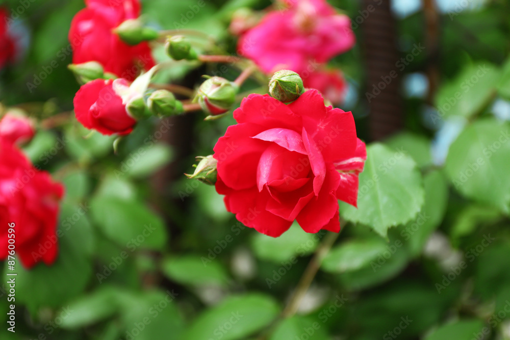 Beautiful roses on green bush