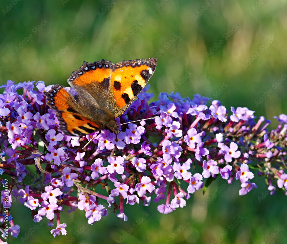 Obraz premium Small tortoiseshell on violet flower