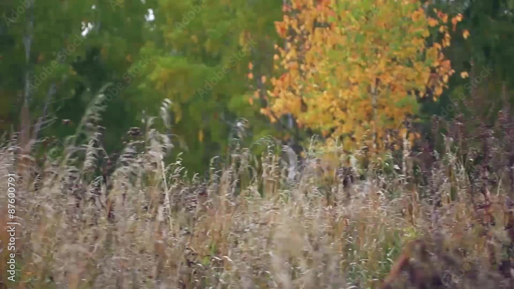 Autumn forest with yellow birches and dry herb Autumn forest with yellow birches and dry herb