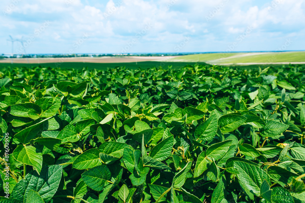 Rural landscape with fresh green soy field. Soybean field Rural landscape with fresh green soy field. Soybean field
