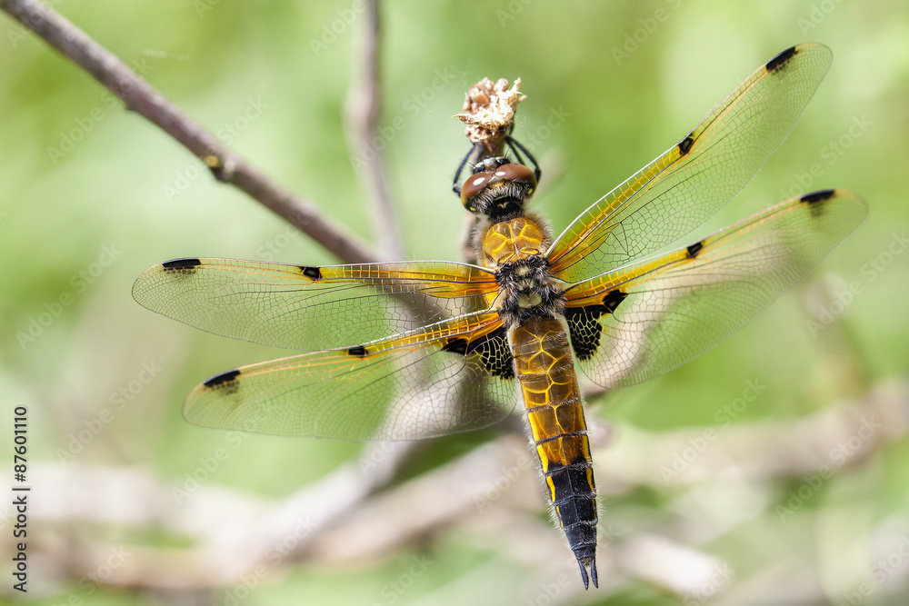 Vierfleck Libelle - Libellula quadrimaculata - Makroaufnahme