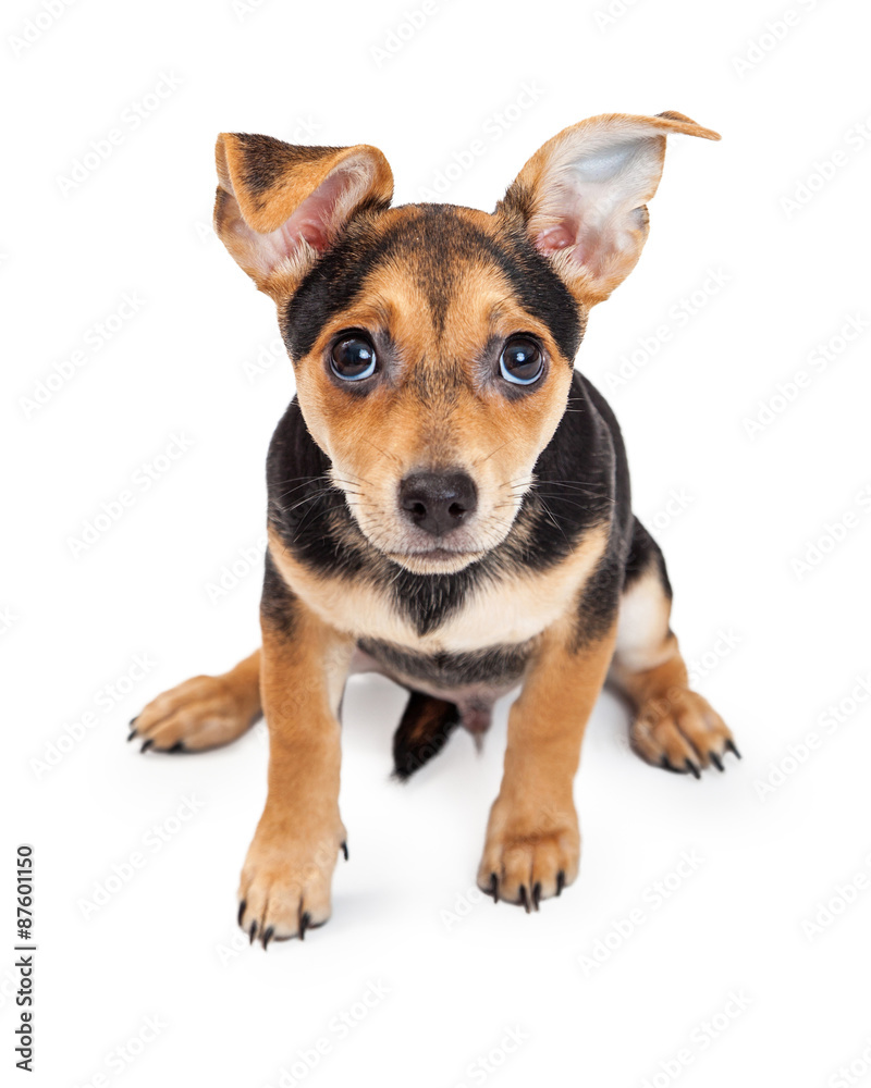 Curious Chihuahua Mixed Breed Three Month Old Puppy Sitting Curious Chihuahua Mixed Breed Three Month Old Puppy Sitting