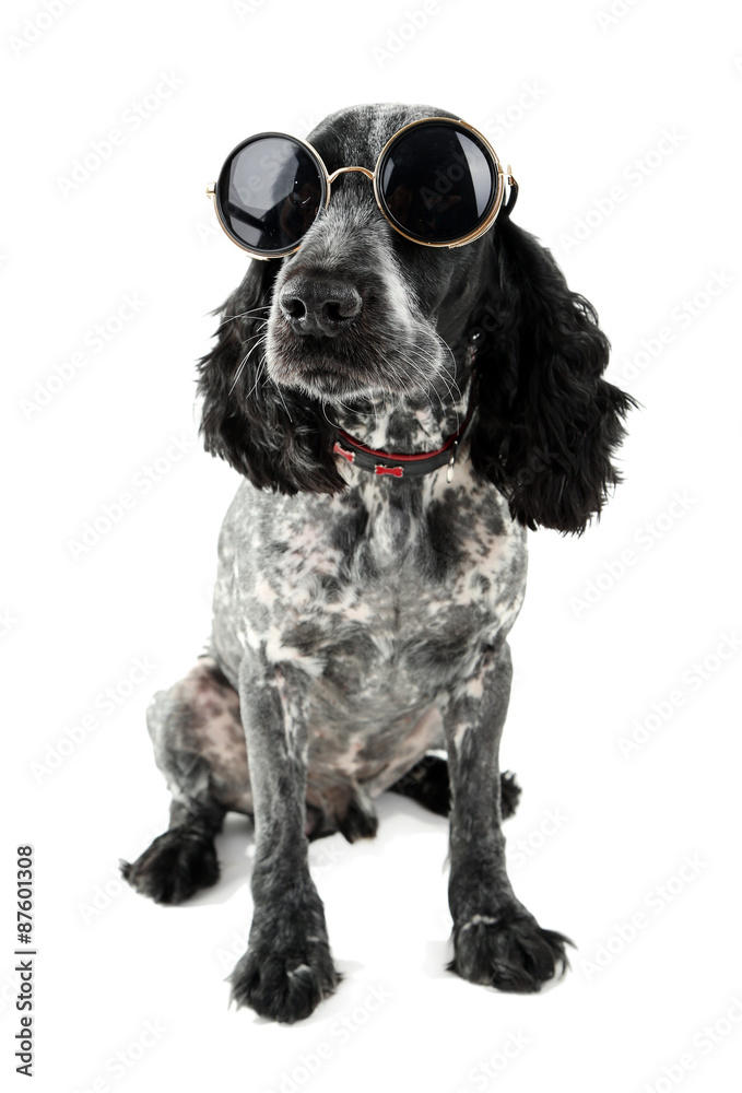 Cute dog with sunglasses isolated on white background Cute dog with sunglasses isolated on white background