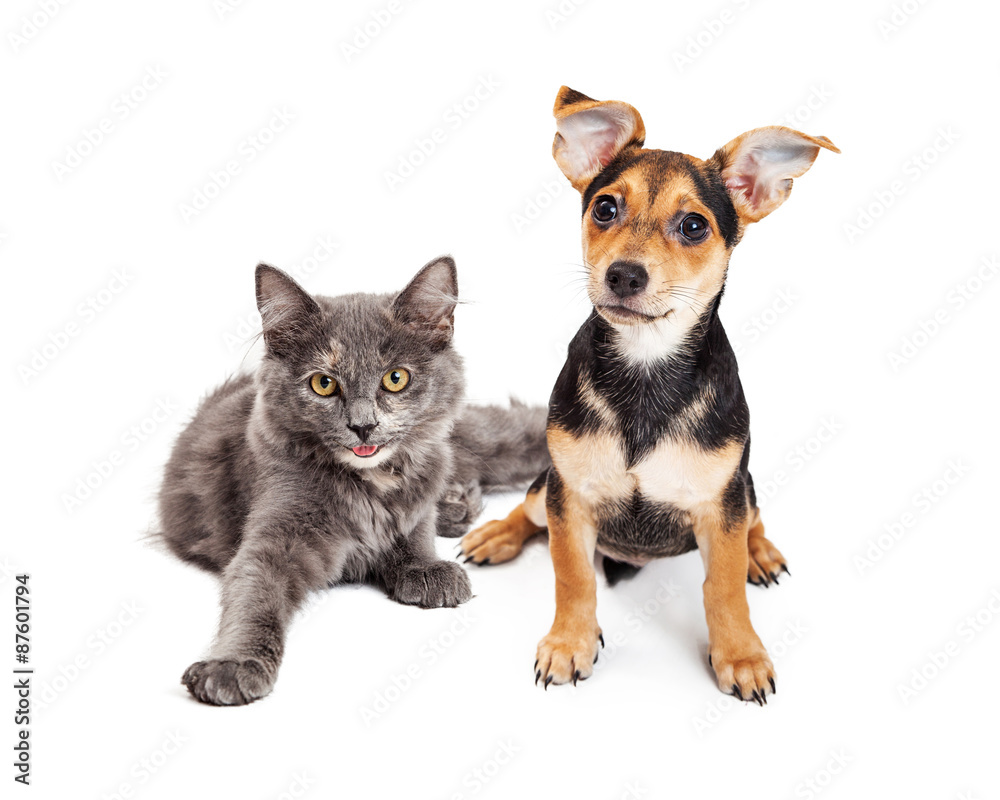 Adorable little happy kitten and mixed breed puppy dog together on a white background