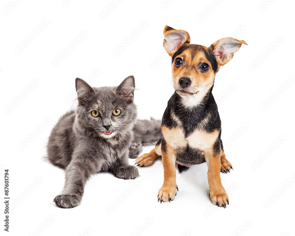 Obraz premium Adorable little happy kitten and mixed breed puppy dog together on a white background