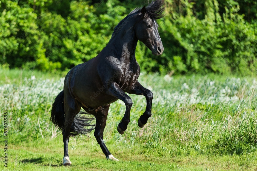 Stallion, animal, brown.