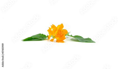 Yellow flower with green leaf isolated on white background