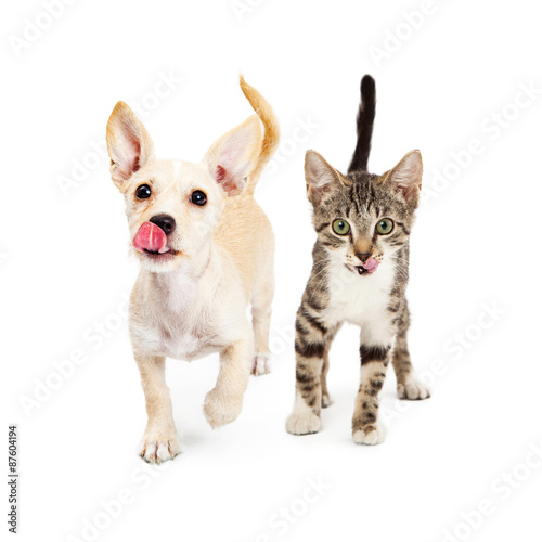 Fototapeta Naklejka Na Ścianę i Meble -  Hungry Kitten and Puppy Walking Forward