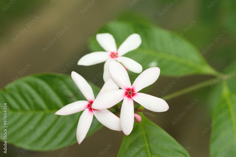 white flower white flower