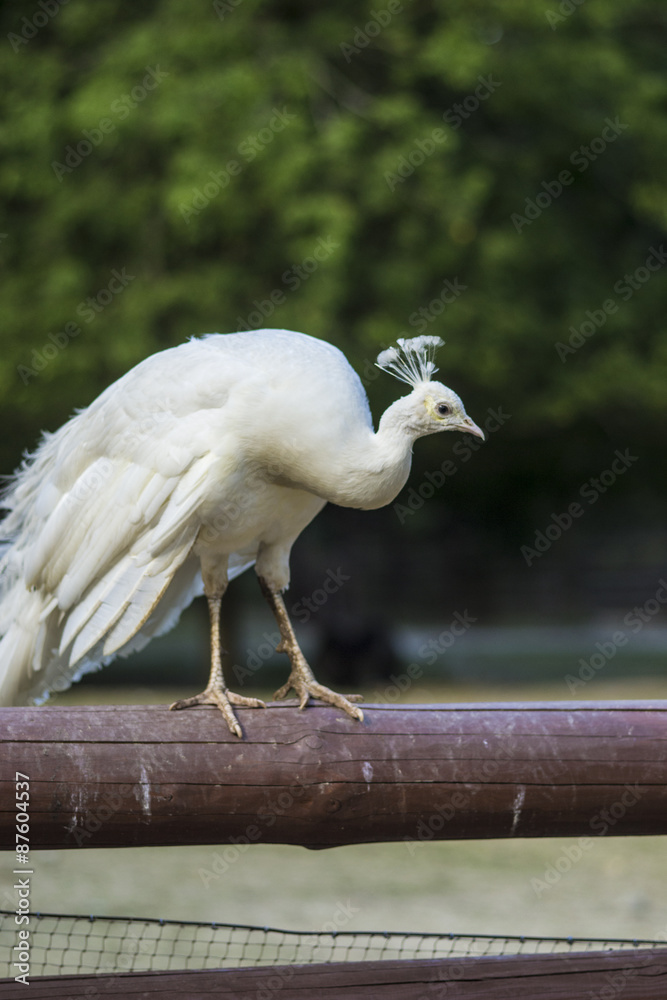 Obraz premium white peacock