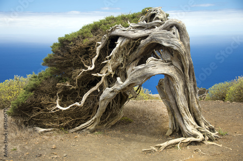 Sabina, a Canary Island tree photo