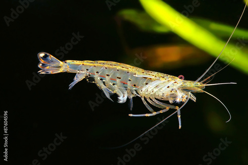 The swimming amano shrimp.  Caridina japonica 