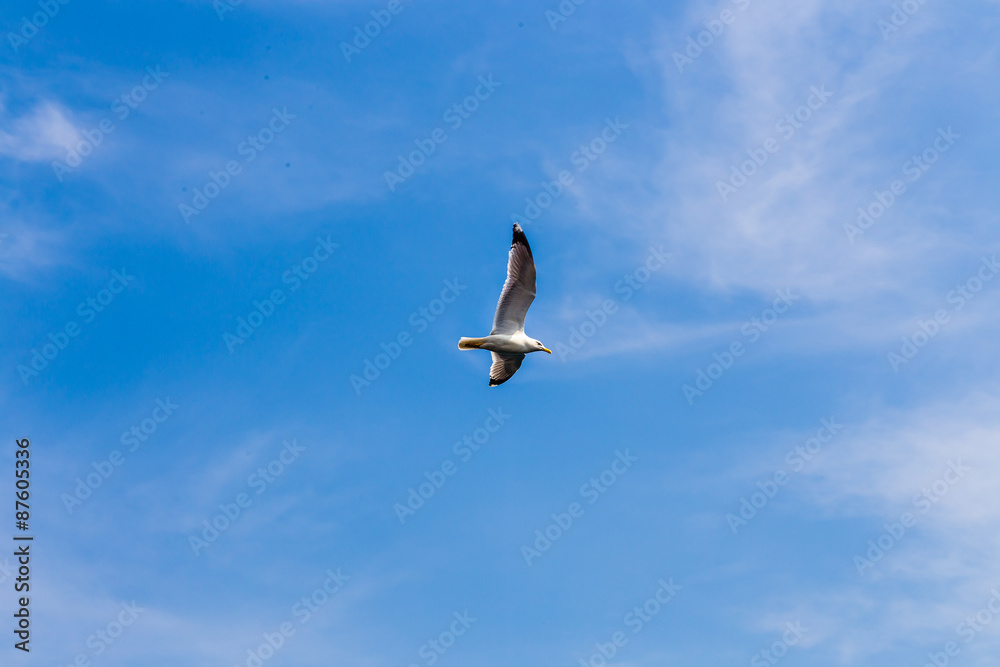 Seagulls 