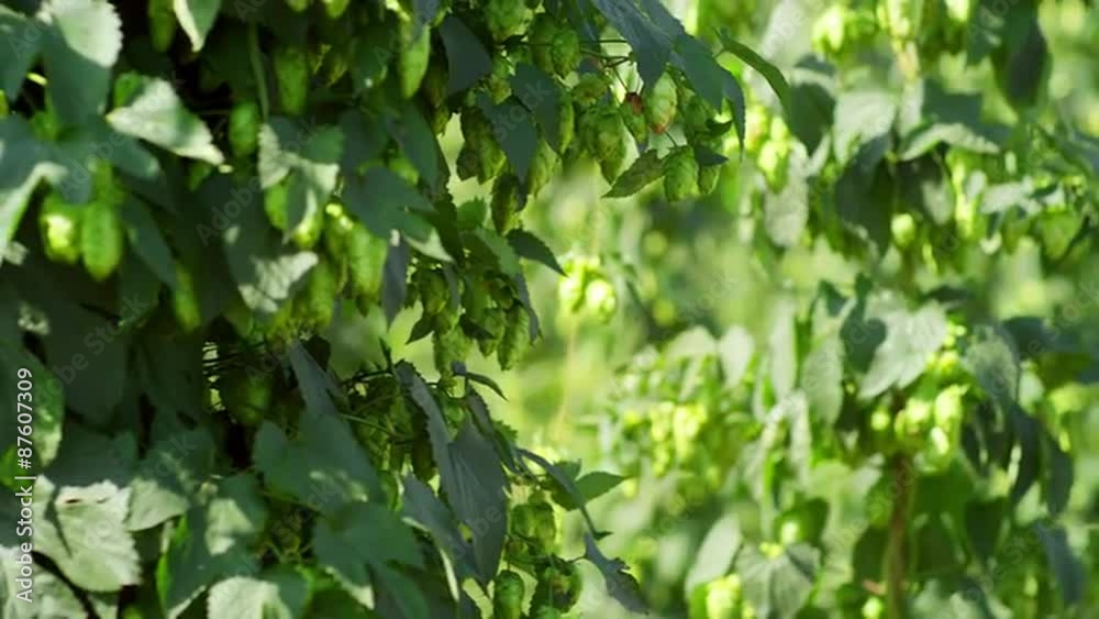 Rows of hops ready for harvest Rows of hops ready for harvest