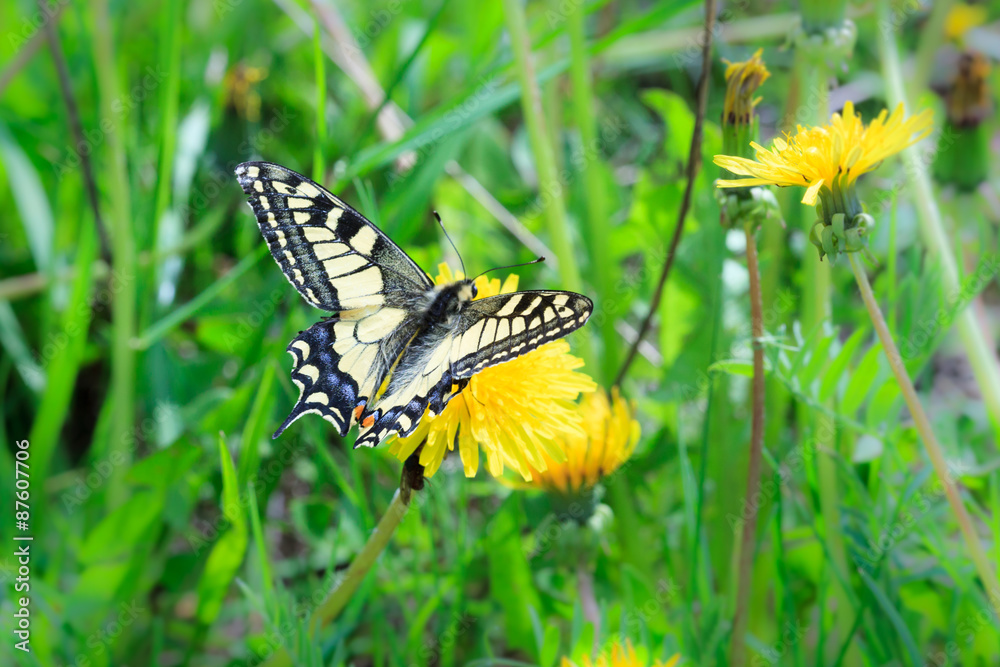 Papilio machaon, Old World Swallowtail Papilio machaon, Old World Swallowtail