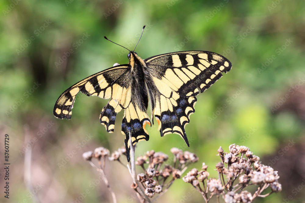 Papilio machaon, Old World Swallowtail Papilio machaon, Old World Swallowtail