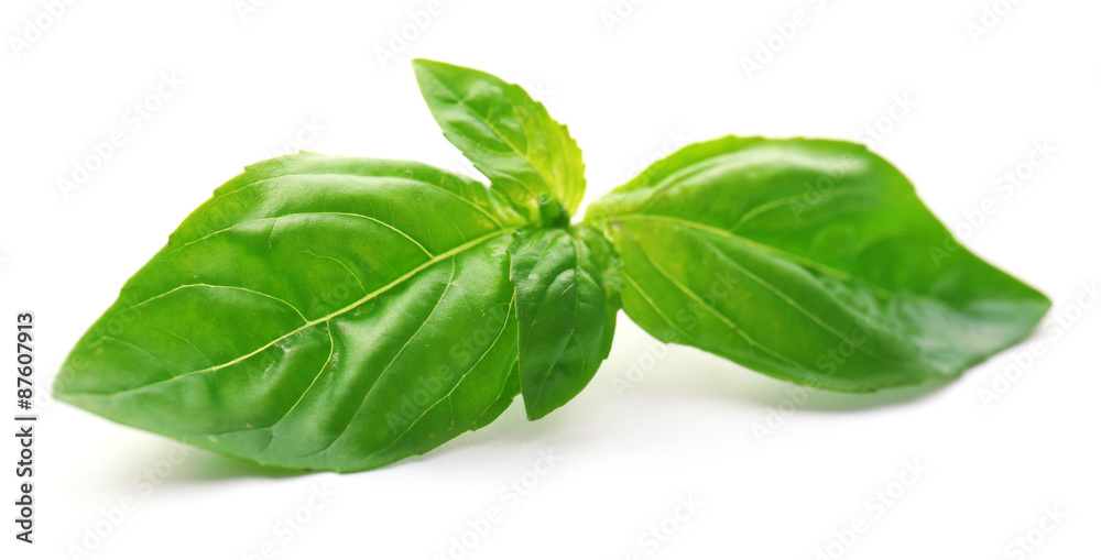 Green fresh basil isolated in white Green fresh basil isolated in white