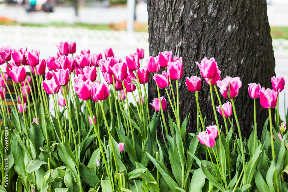 Tulips in Istanbul Tulips in Istanbul