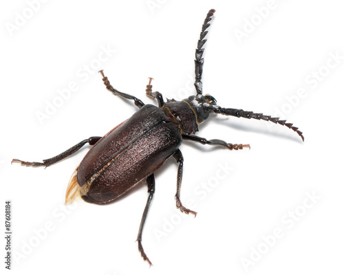 Prionus coriarius, Sawing Beetle (female) © fotoparus