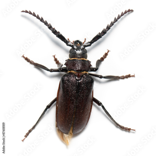 Prionus coriarius, Sawing Beetle (female)