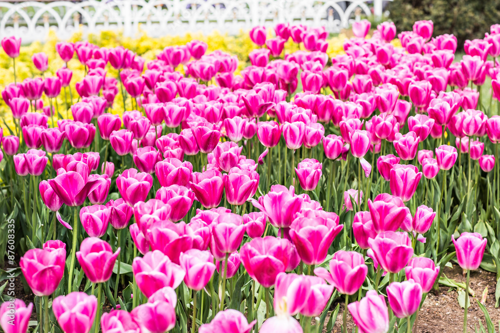 Tulips in Istanbul