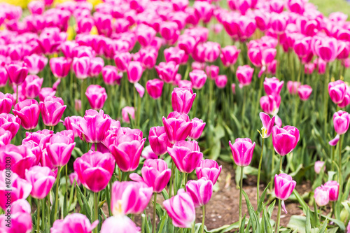 Tulips in Istanbul