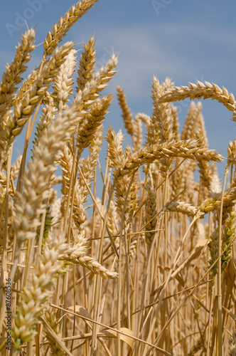 Wheat ears and blue sky