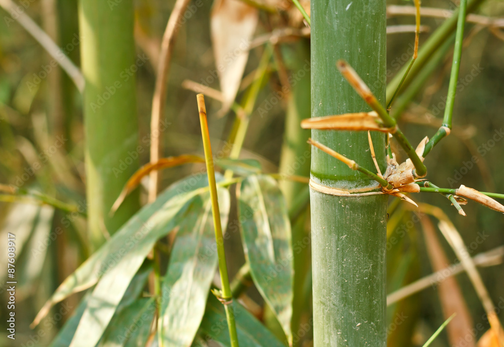 Bamboo trees. Bamboo trees.