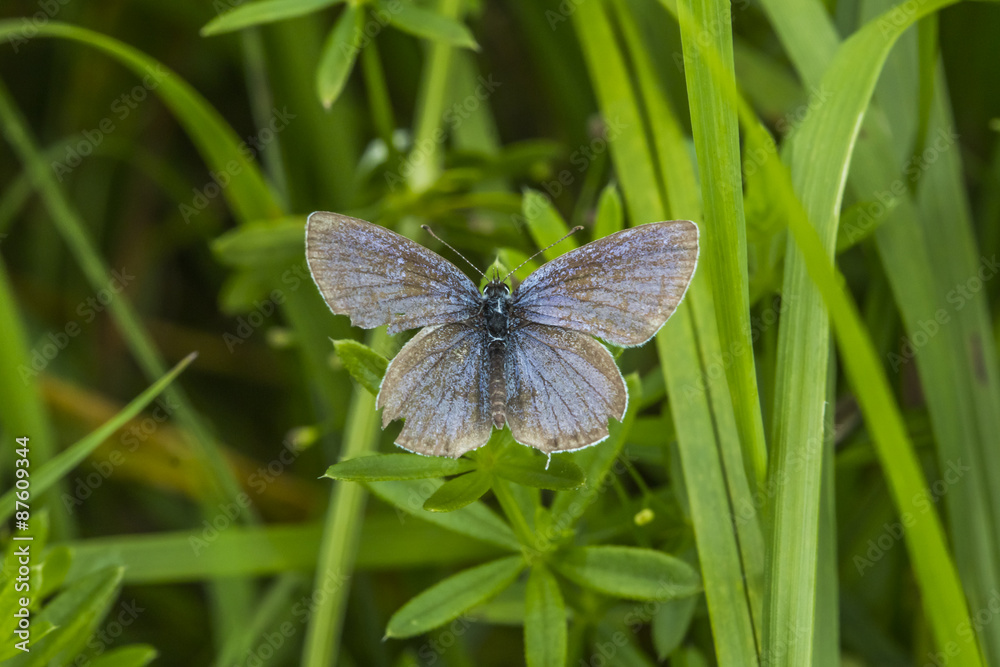 Obraz premium Rotkleebläuling (Polyommatus semiargus)