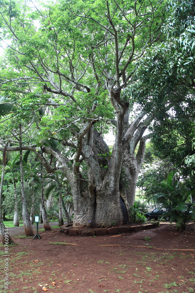 Fototapeta premium Oceano Indiano, Isola di Mauritius.