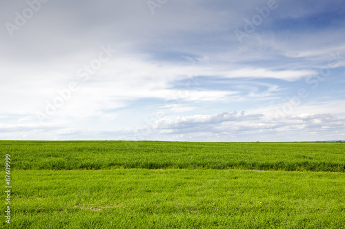 The green cultivated field and sky