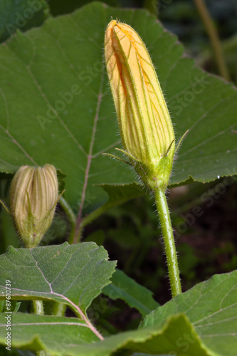 bud of flower marrow squash