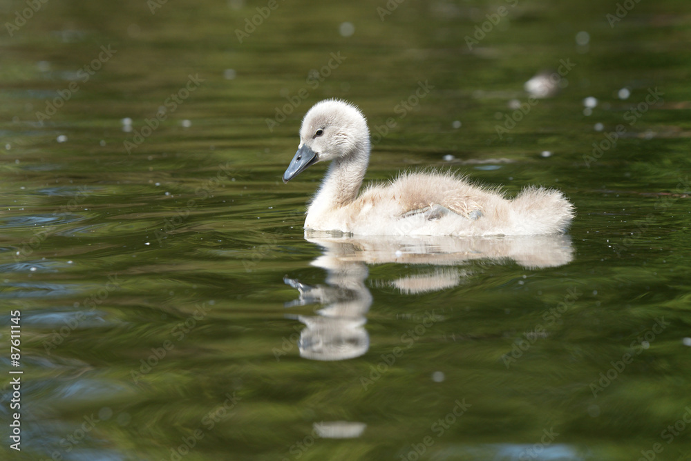 Mute Swan - nestlings Mute Swan - nestlings