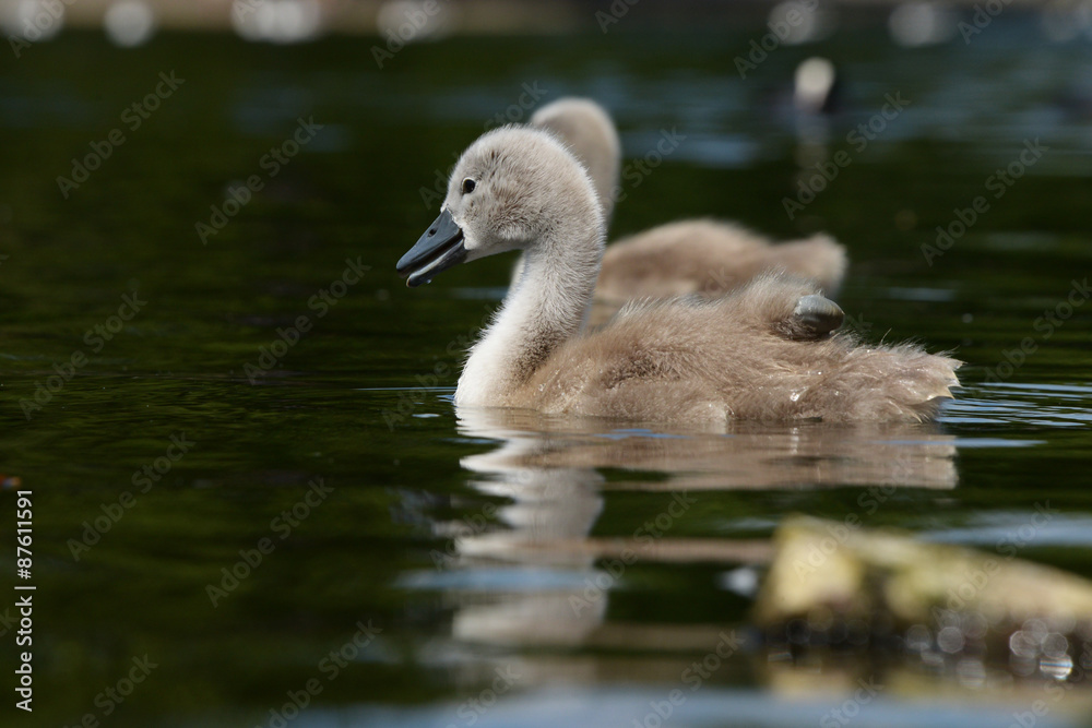 Mute Swan - nestlings